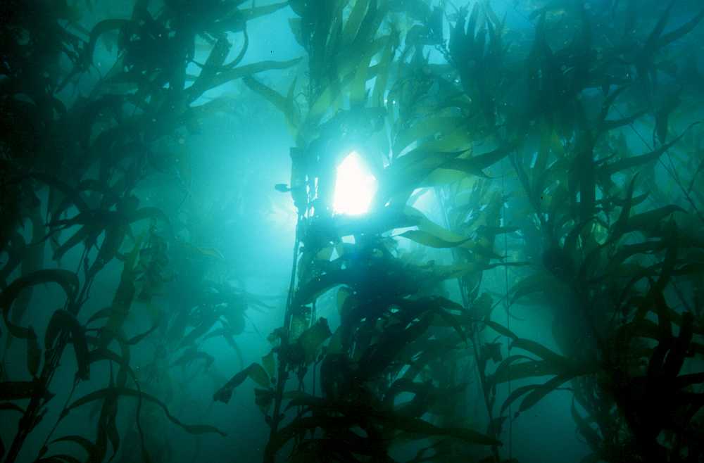 NeilLand Kelp